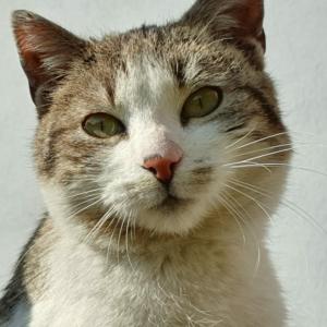 Feliks