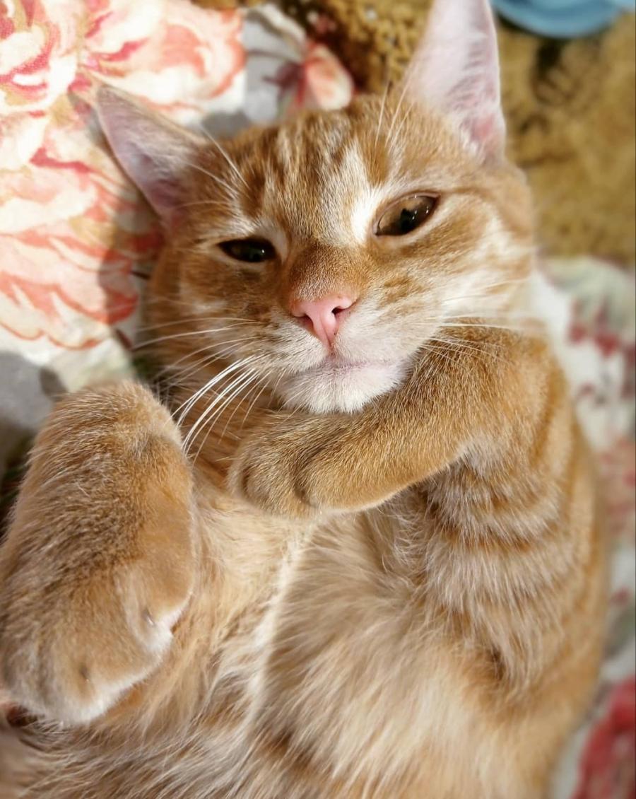 Amigo