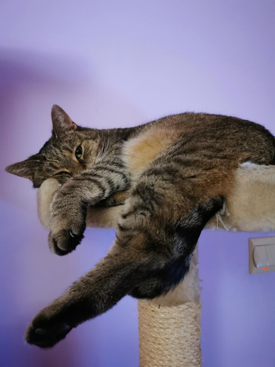 Pontuś
