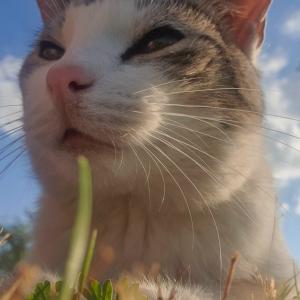Daisy