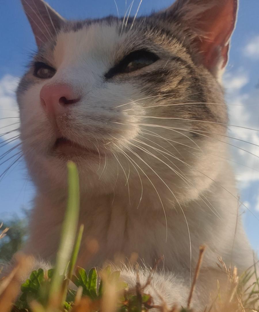 Daisy