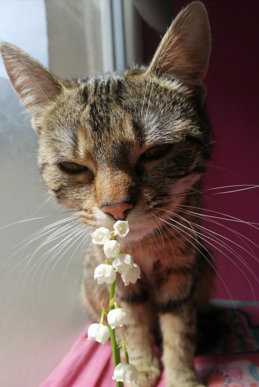 Lusia