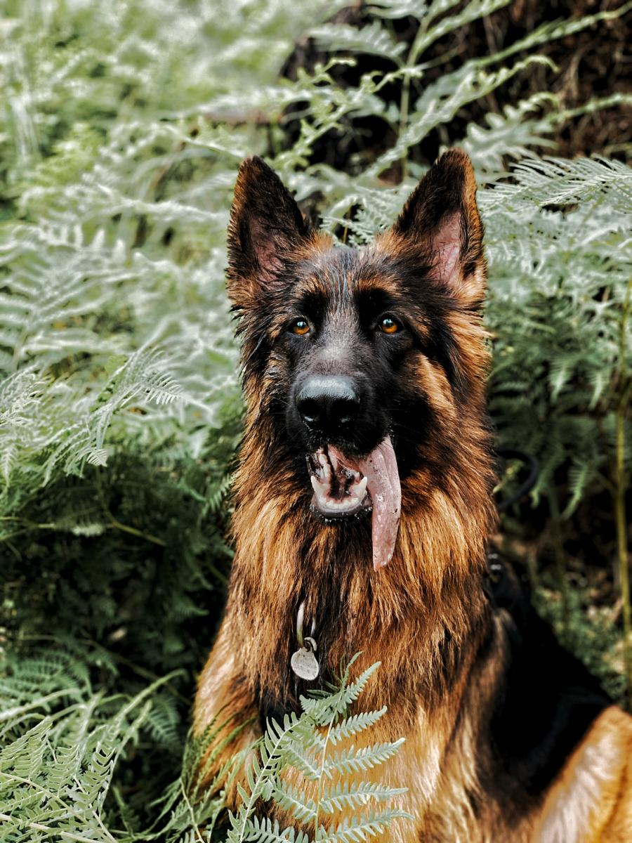 Maggie