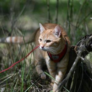 Amigo