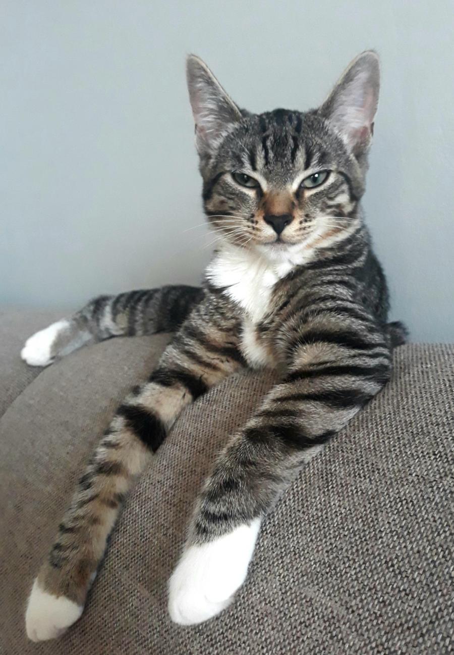 Simba