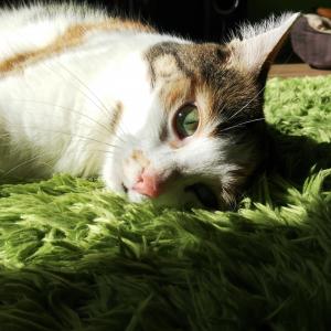 Maja