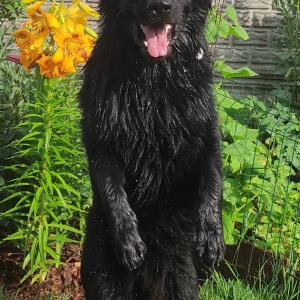 Homer
