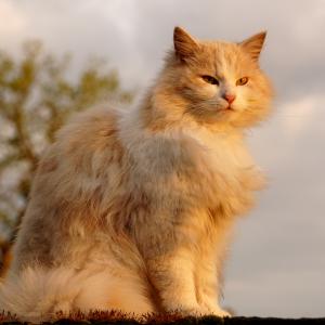 Miśka