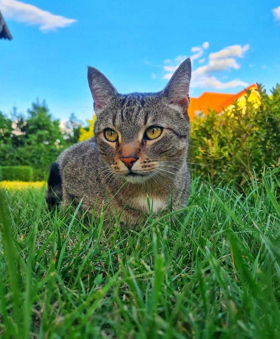 Filip
