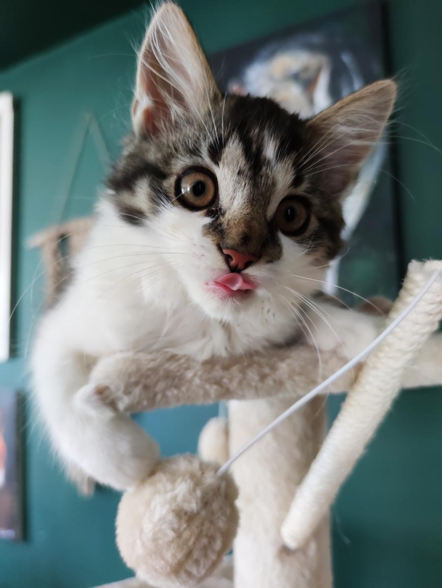 Loki