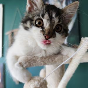 Loki
