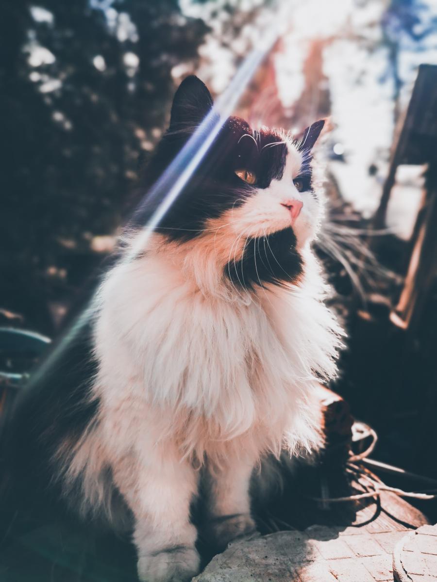 Kizia