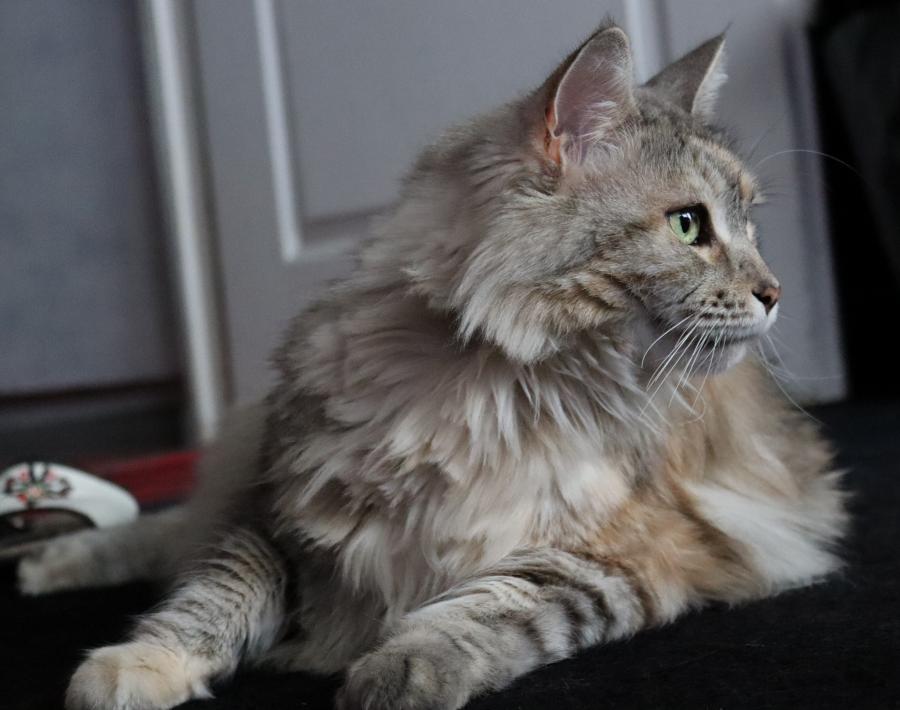 Coco 