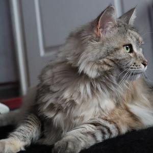 Coco 