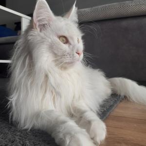 Gaja