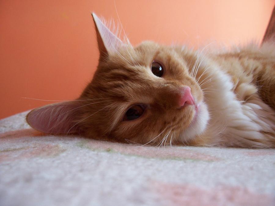 Moris