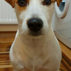 Maja