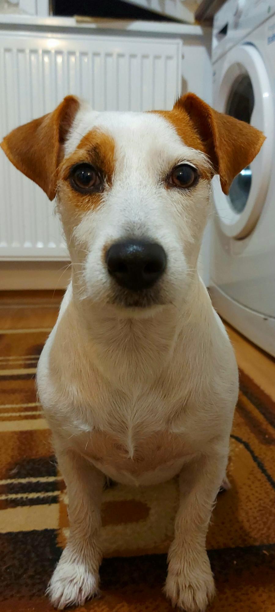 Maja