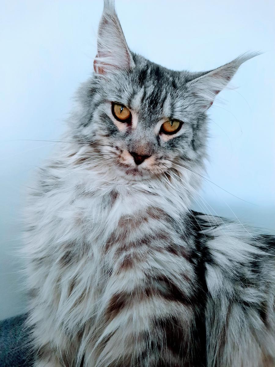 Raksa 