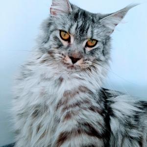 Raksa 