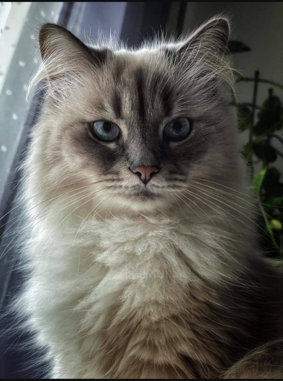 Maya