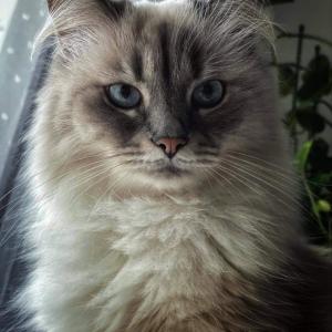 Maya