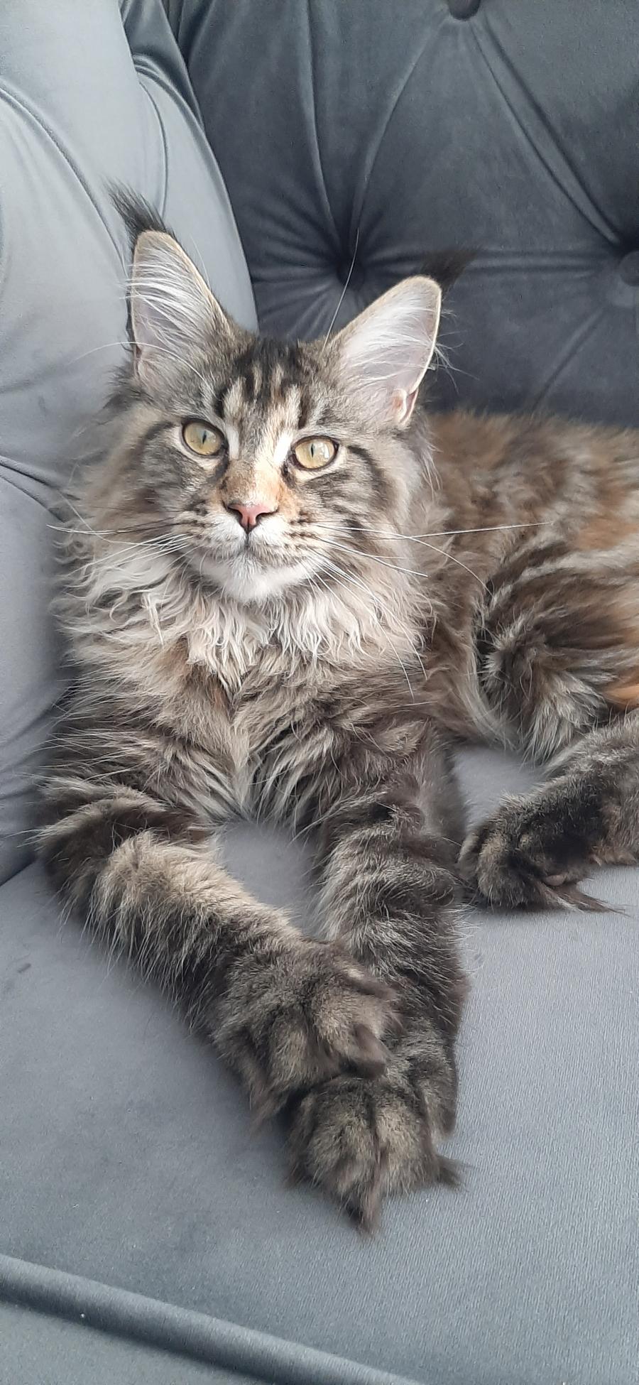 Angel 