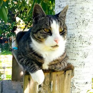 Herbert