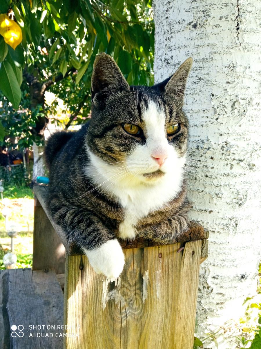 Herbert