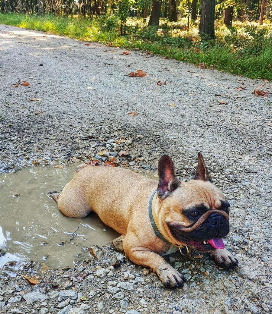 Zosia