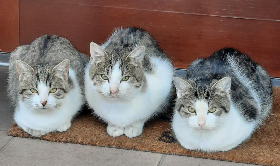 Feliks, Holly, Daisy