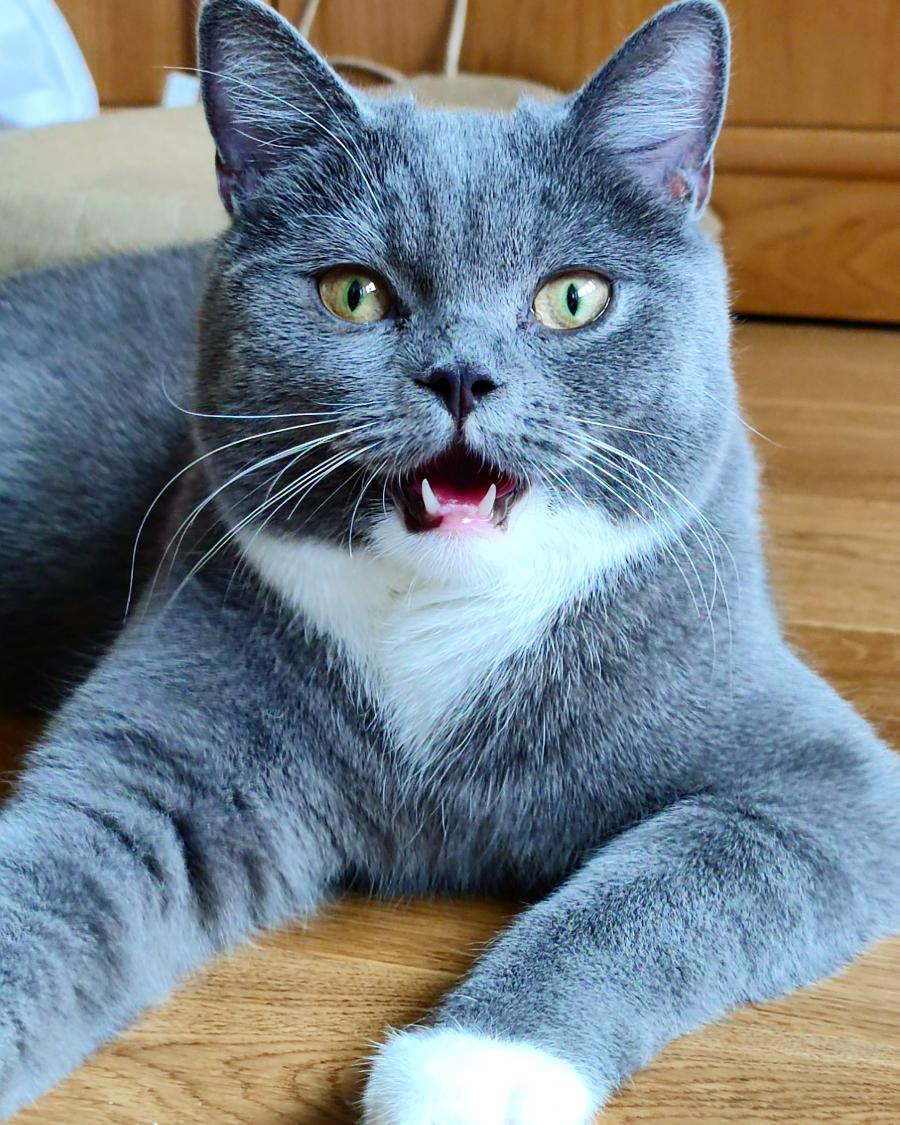 Loki