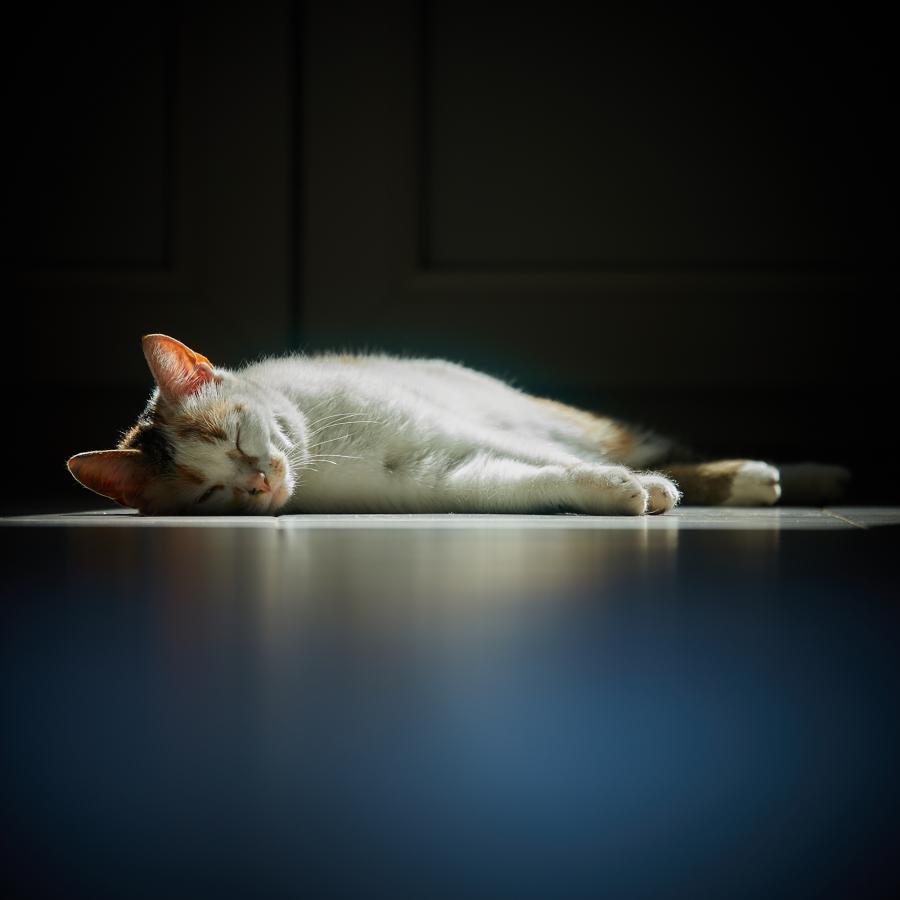 Kora