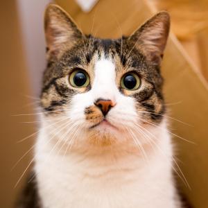 Kitek