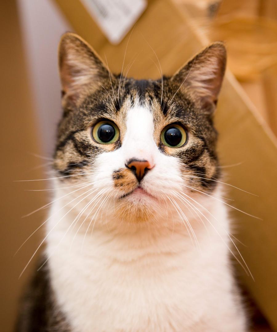 Kitek