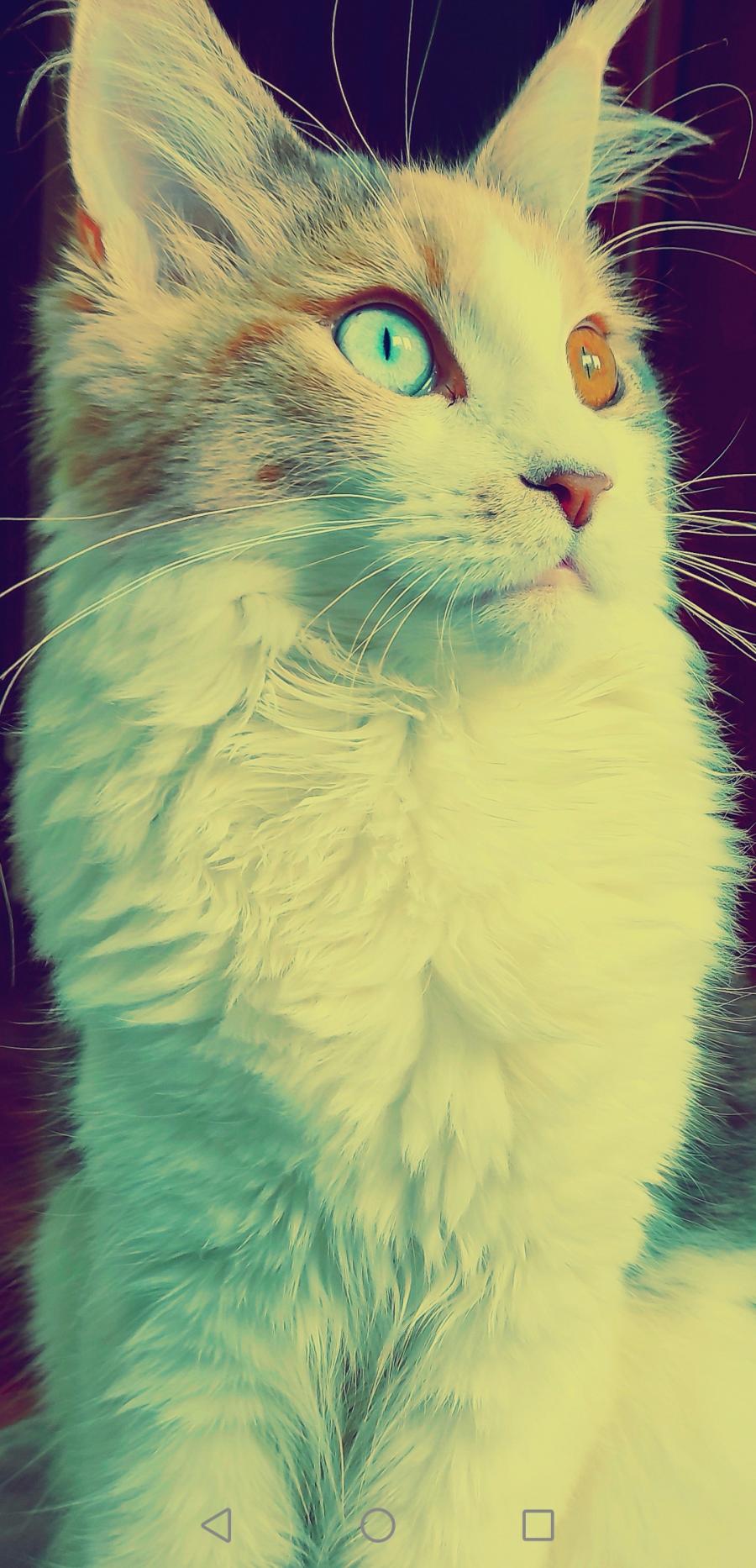 Tekila