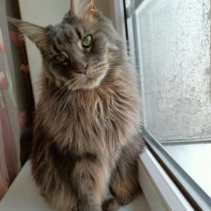 Nesca