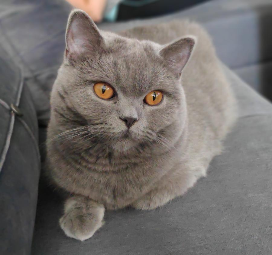 Gloria