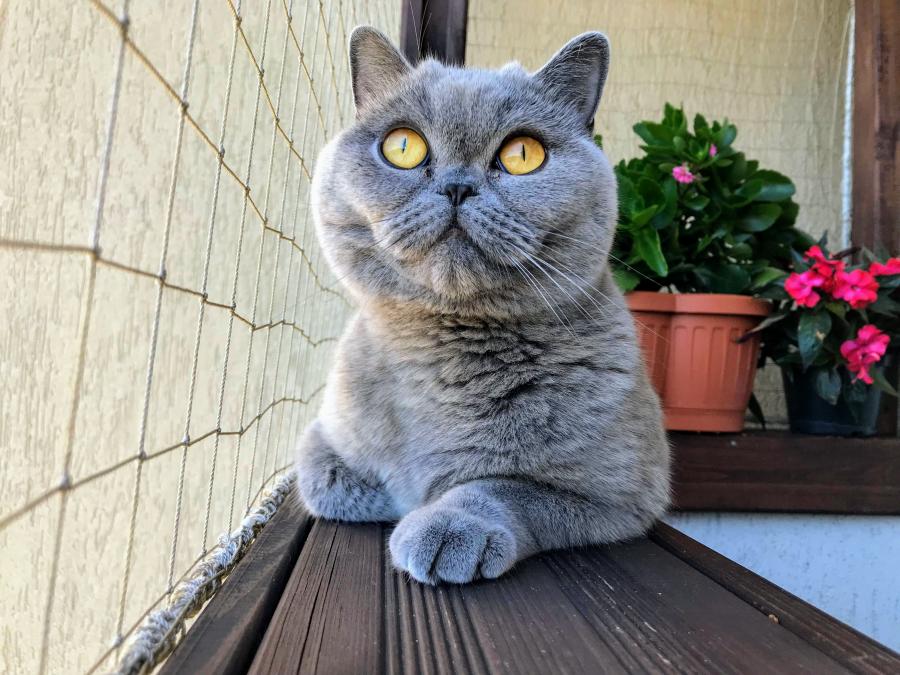 Fela