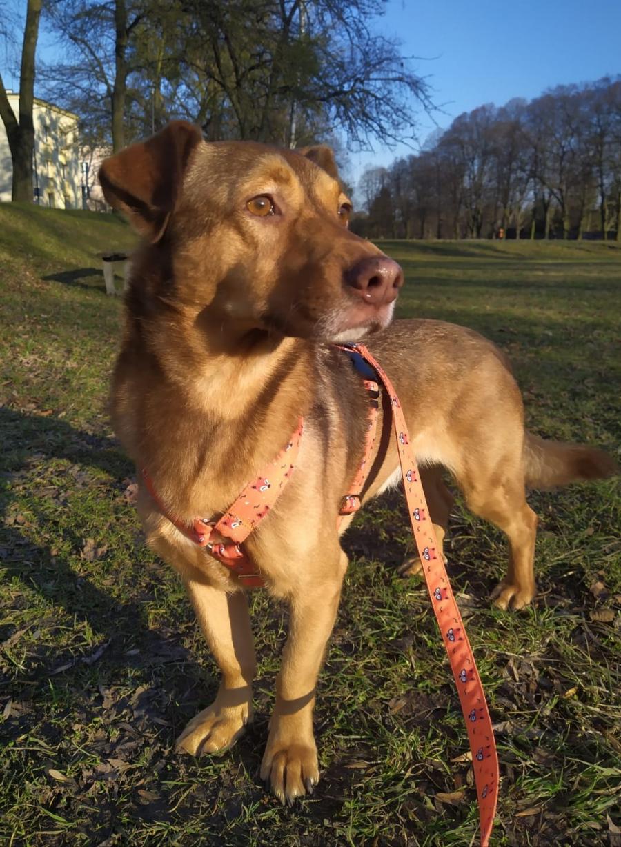 Rudy