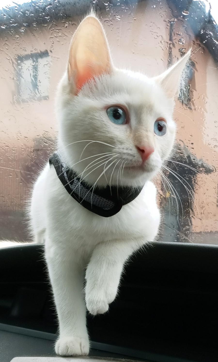 Kira