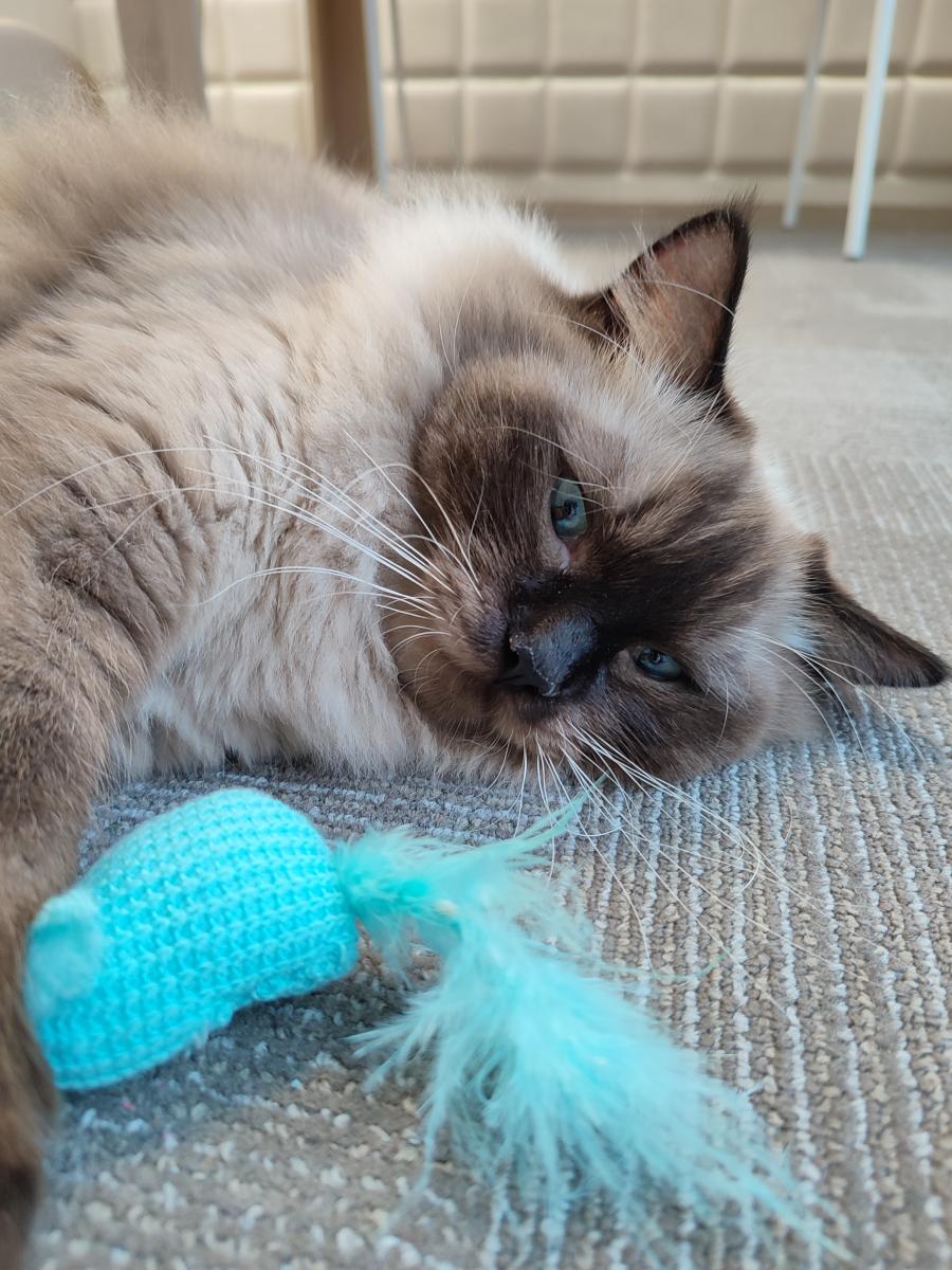 Loki
