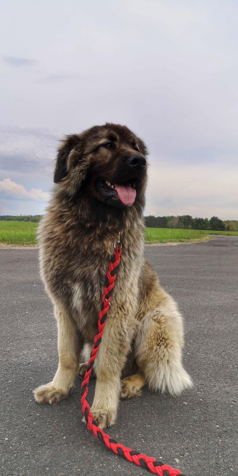 Brutus 