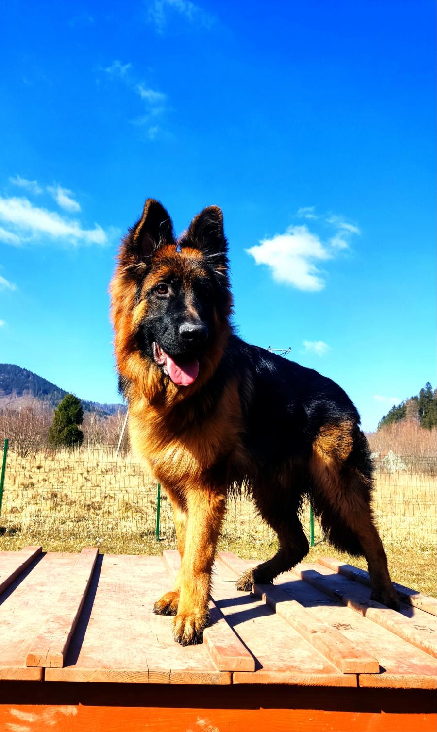 Ares