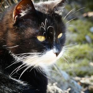 Ofelia 