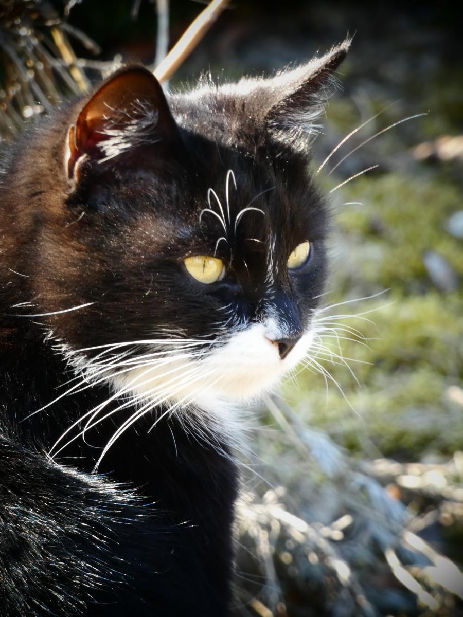 Ofelia 