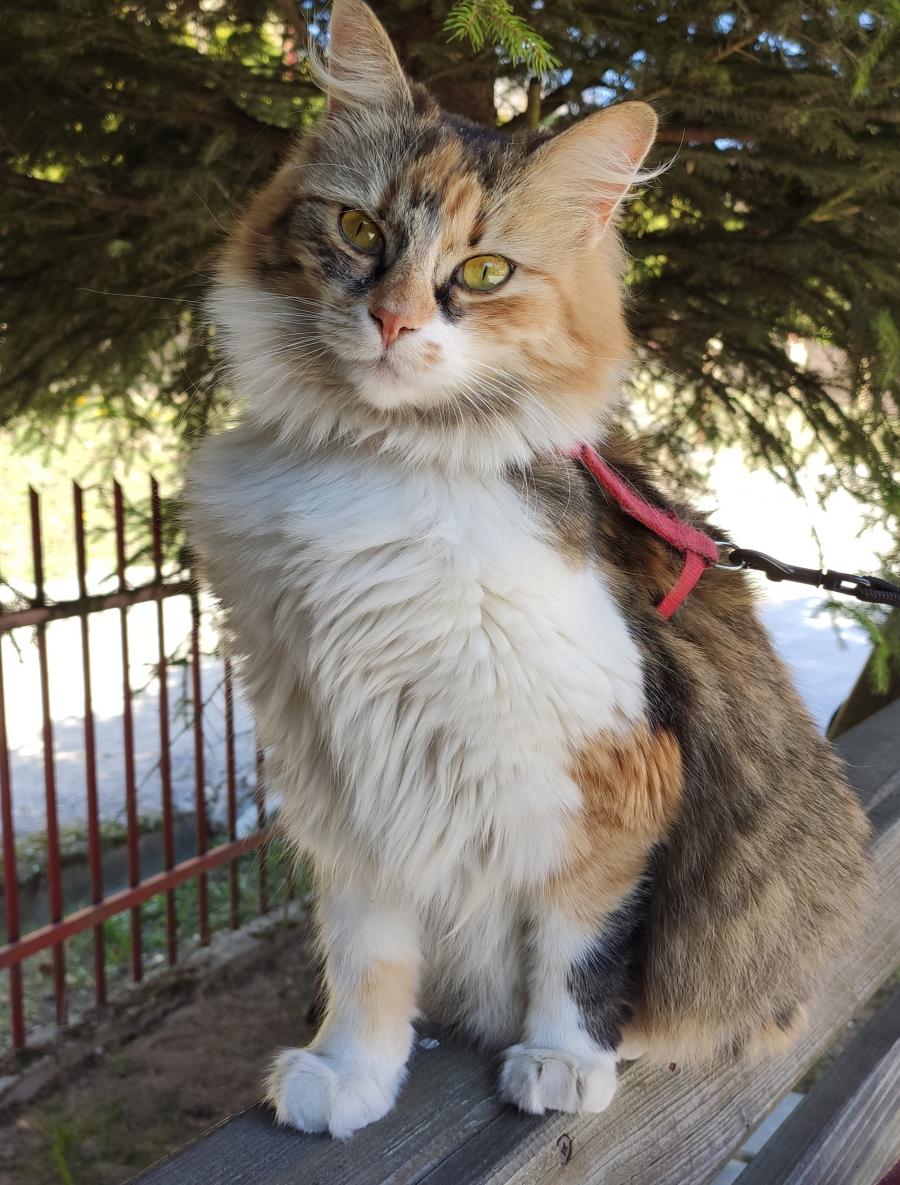 Rambo