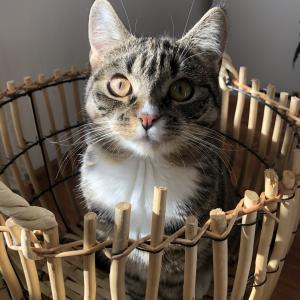 Mia