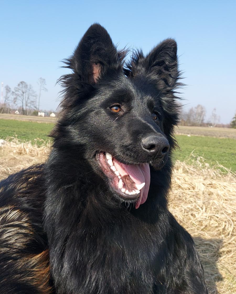 Etna vom Edlen Wolf