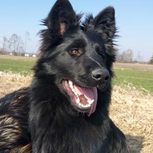 Etna vom Edlen Wolf